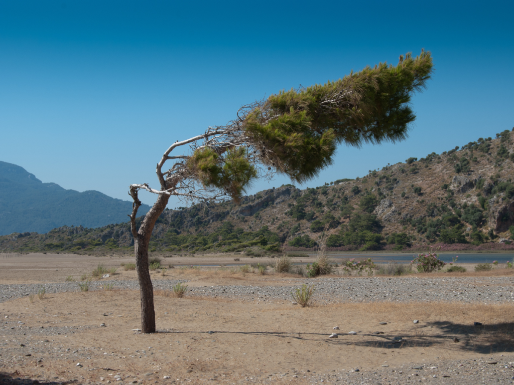 represents resilience and the ability to adapt to challenges. You could even show new growth emerging after the wind subsides, symbolizing thriving.